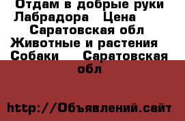 Отдам в добрые руки Лабрадора › Цена ­ 1 - Саратовская обл. Животные и растения » Собаки   . Саратовская обл.